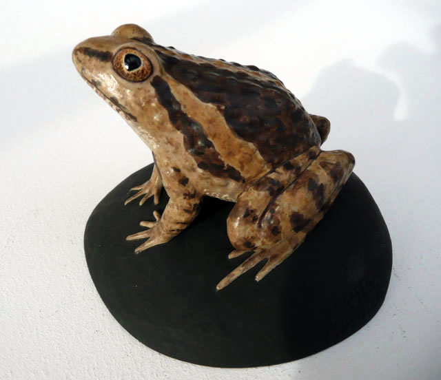 Sapillo pintojo ibérico - Discoglossus galganoi