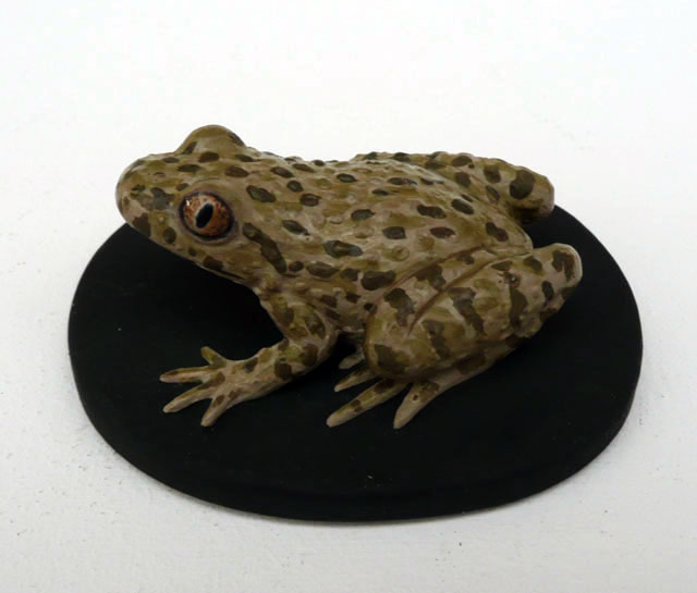 Sapillo moteado común - Pelodytes punctatus