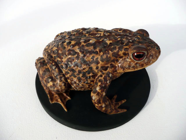 Sapo común - Bufo bufo