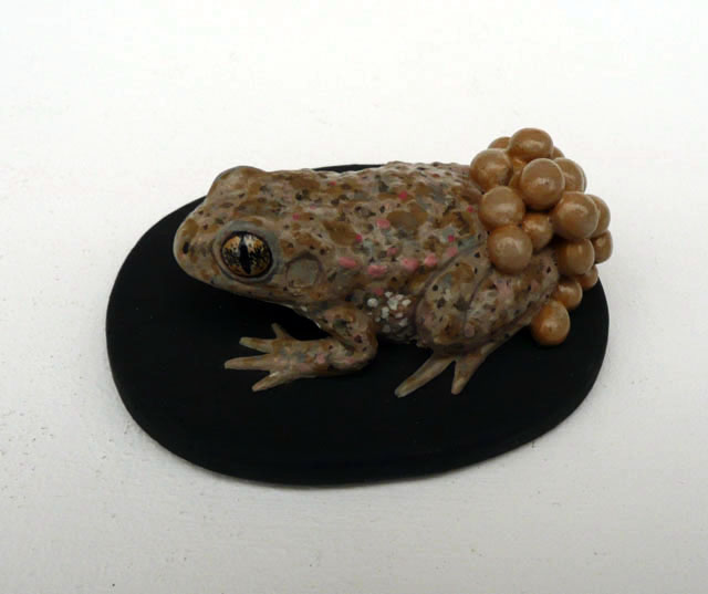 Sapo partero común - Alytes obstetricans