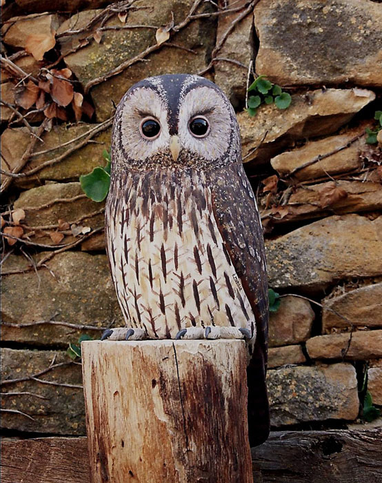 Cárabo común – Strix aluco