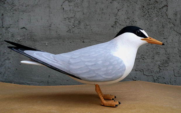 Charrancito común - Sternula albifrons