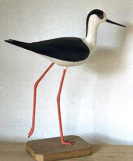 Cigüeñuela común - Himantopus himantopus