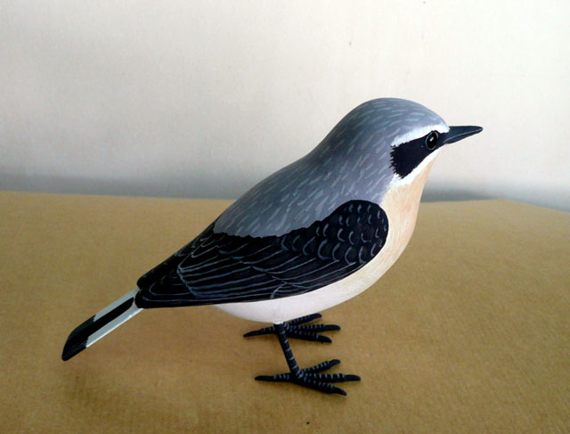 Collaba gris - Oenanthe oenanthe