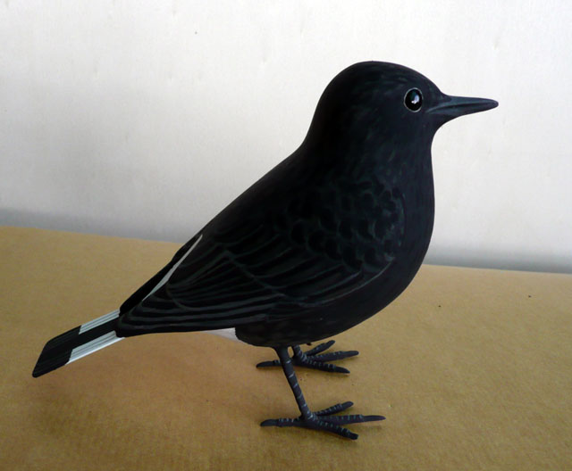 Collaba negra – Oenanthe Leucura