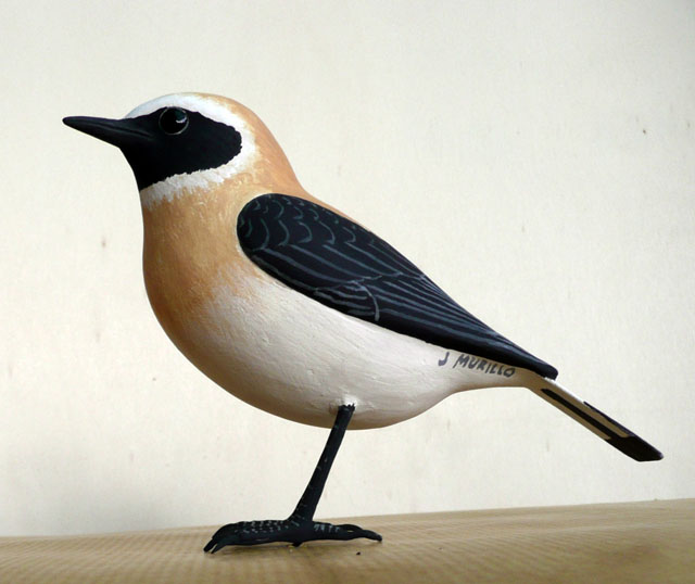 Collalba rubia - Oenanthe hispanica
