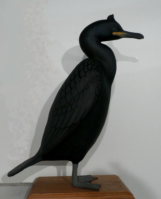 Cormorán-moñudo