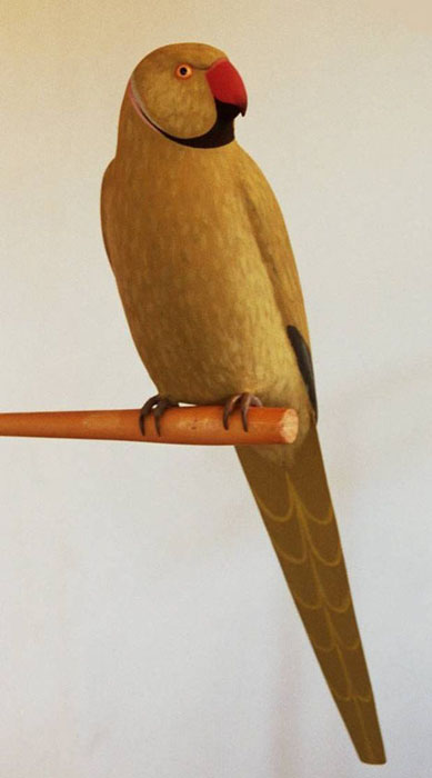Cotorra de Kramer - Pisittacula Krameri