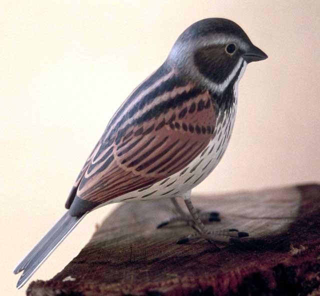 Escribano palustre - Emberiza schoeniclus 