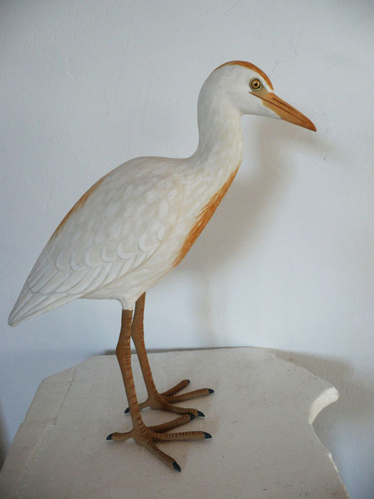Garcilla bueyera - Bulbucus ibis