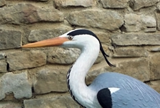 Garza real – Ardea cinerea