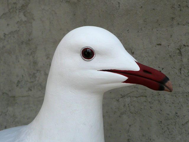 Gaviota de Audouin - Larus audouinii