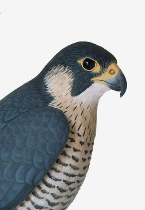 Halcón peregrino- Falco peregrinus