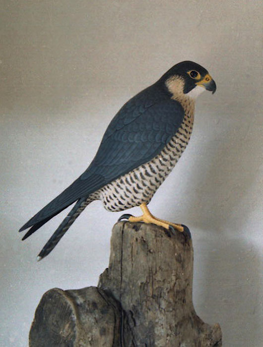 Halcón peregrino- Falco peregrinus