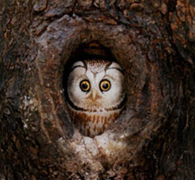Mochuelo boreal - Aegolius funereus