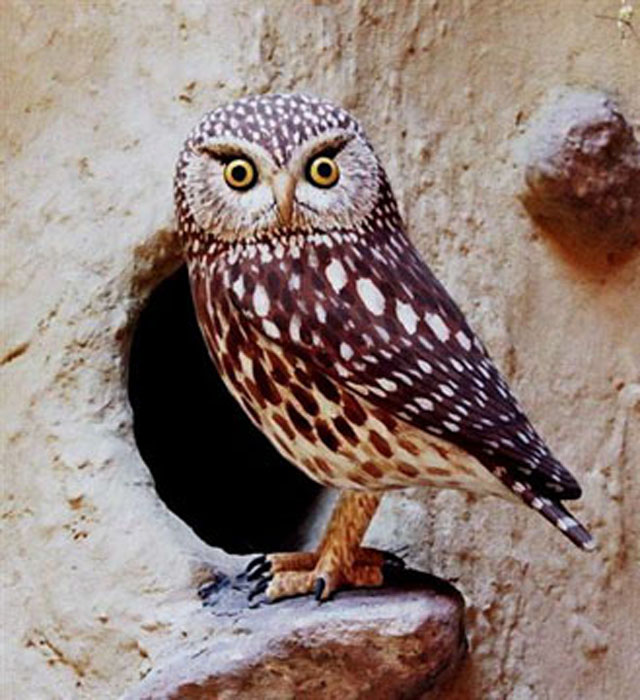 Mochuelo europeo - Athene noctua