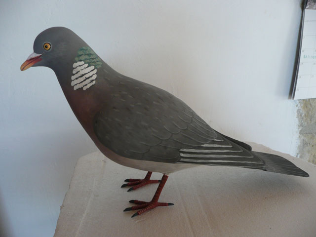Paloma torcaz - Columba palumbus