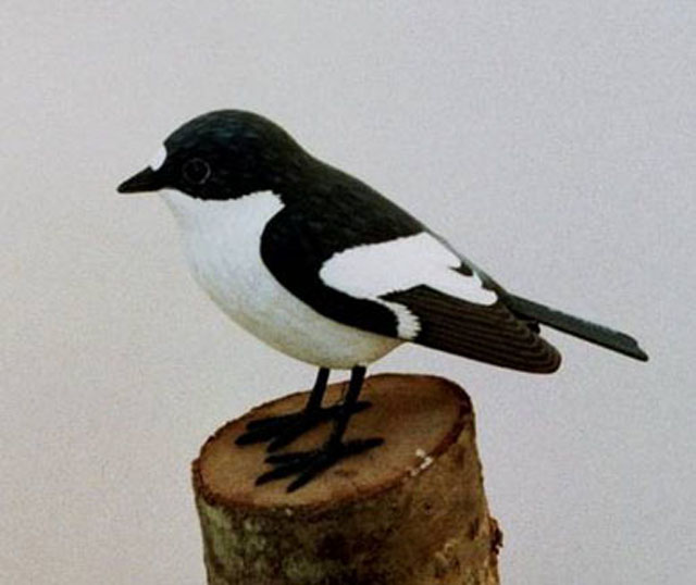 Papamoscas cerrojillo - Ficedula hypoleuca