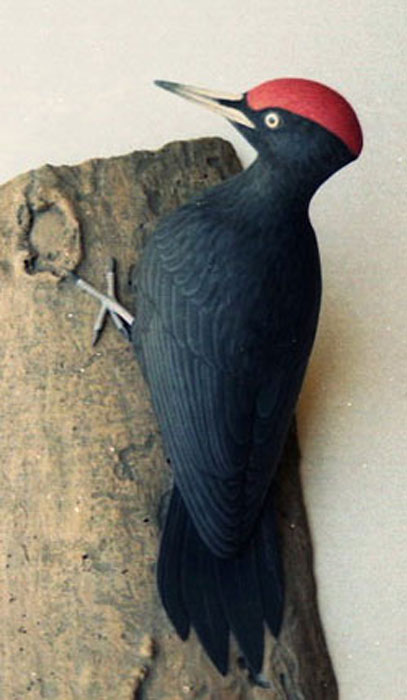 Picamaderos negro  - Dryocopus martius