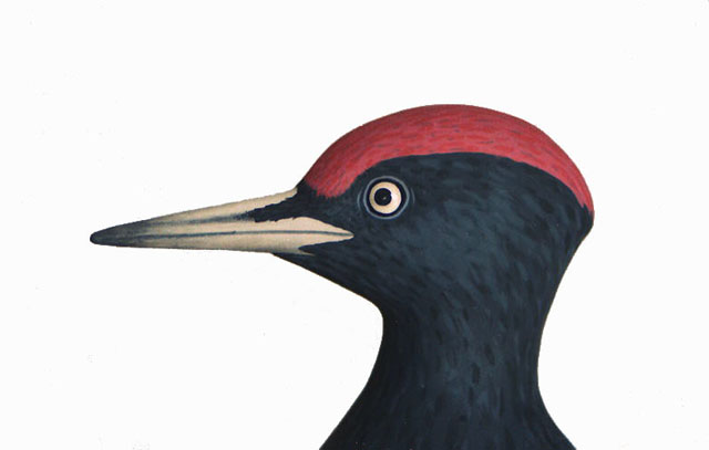 Picamaderos negro  - Dryocopus martius