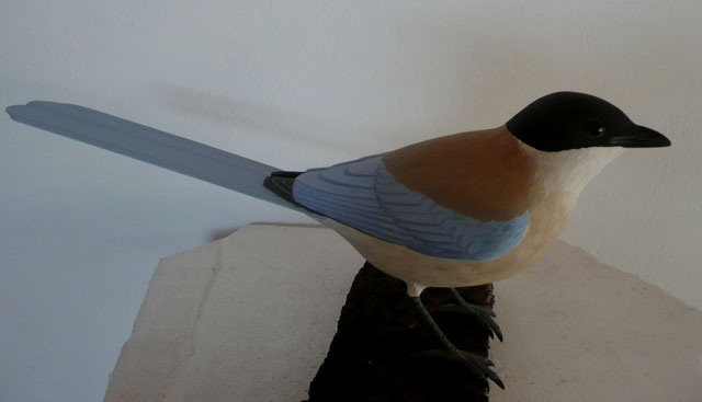 Rabilargo - Cyanopica cyanus