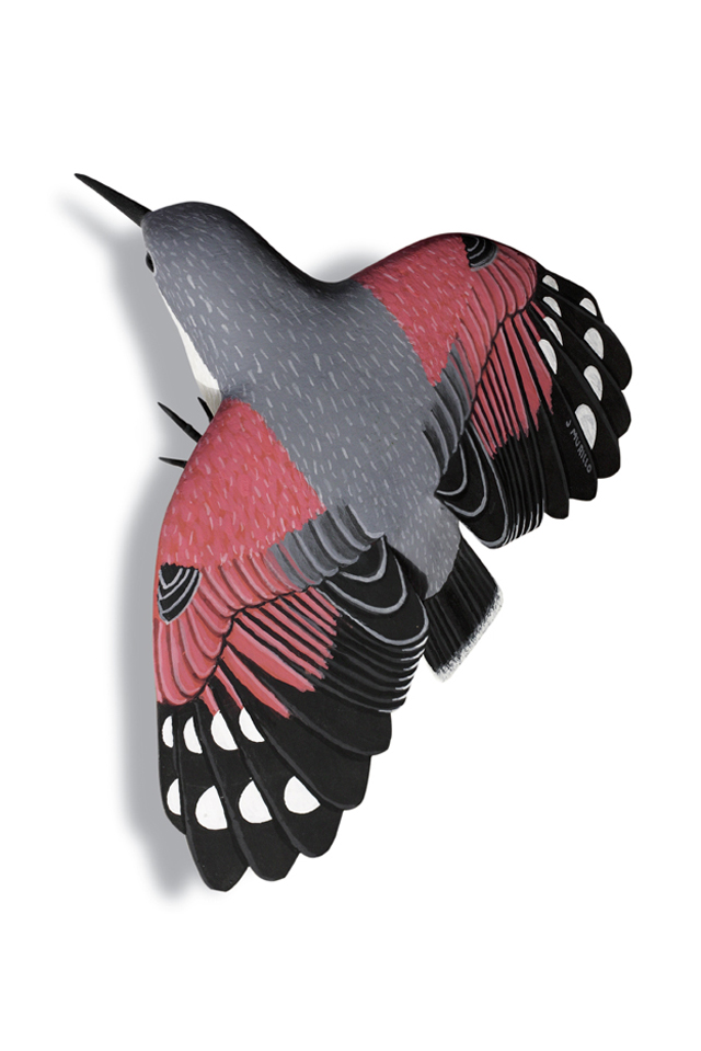 Treparriscos - Tichodroma muraria