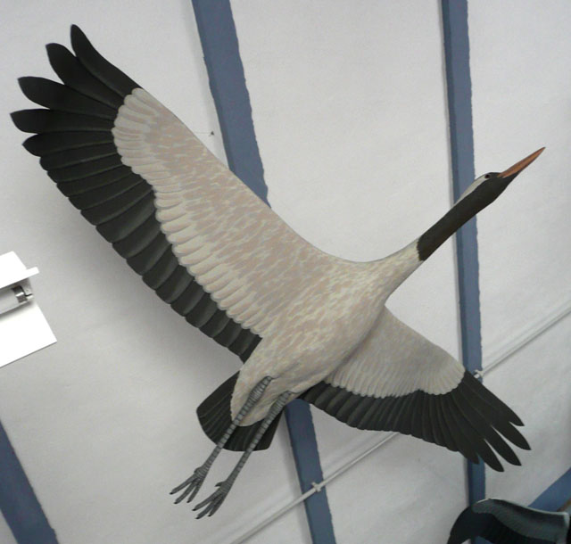 Grulla común - Grus grus