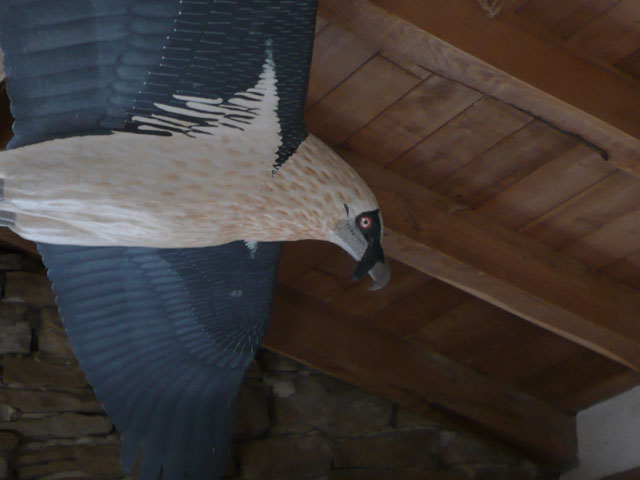 Quebrantahuesos - Gypaetus barbatus
